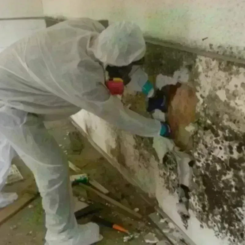 Mold Remediation and Removal in Rio Del Mar, CA